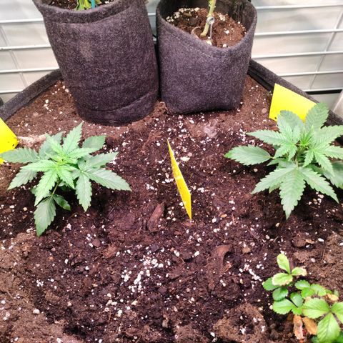 Runtz F1 Auto #2 growlog timeline photo