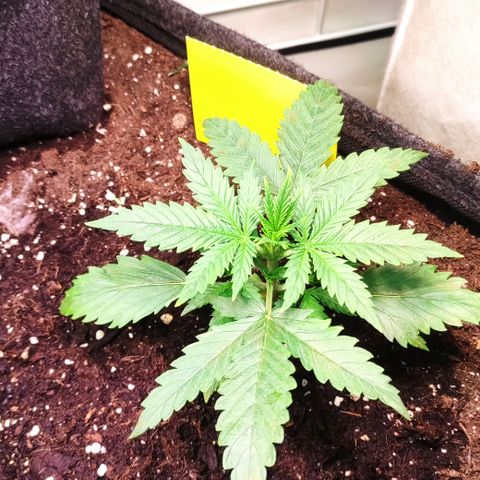 CBD Auto 1:1 #1 growlog timeline photo