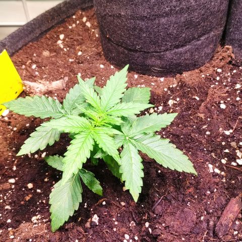 Runtz F1 Auto #2 growlog timeline photo