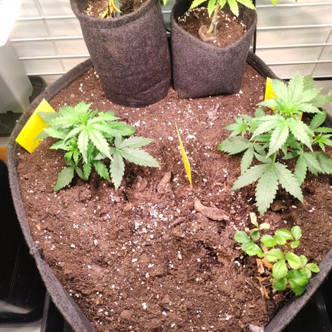 Runtz F1 Auto #2 growlog timeline photo
