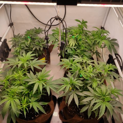 Blackberry Nuggets #2 growlog timeline photo