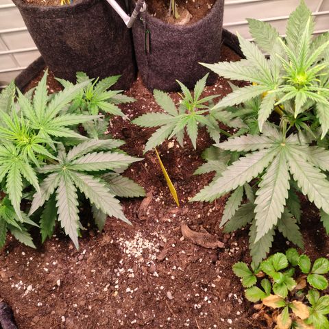 Runtz F1 Auto #2 growlog timeline photo