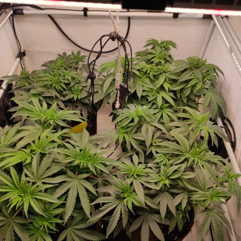 Blackberry Nuggets #2 growlog timeline photo