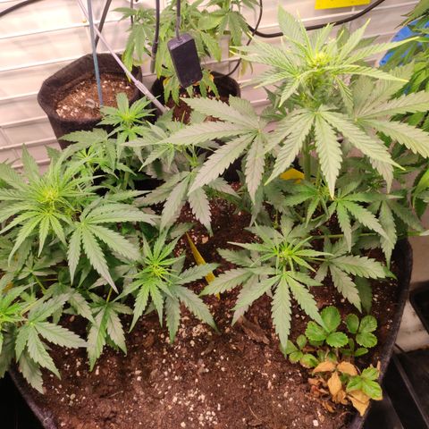 Runtz F1 Auto #2 growlog timeline photo