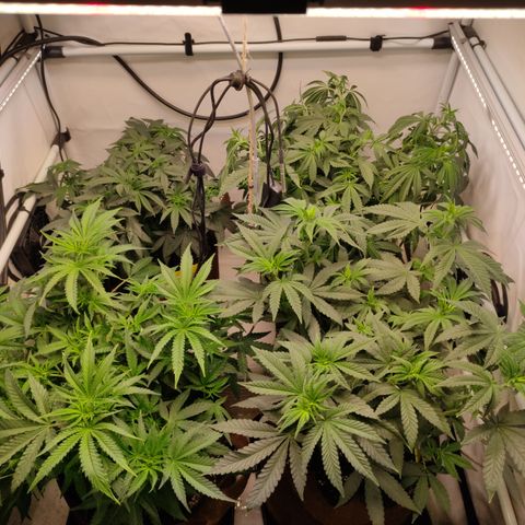 Blackberry Nuggets #2 growlog timeline photo