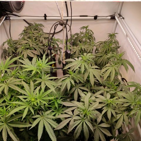 Blackberry Nuggets #2 growlog timeline photo