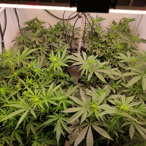 Blackberry Nuggets #2 growlog timeline photo