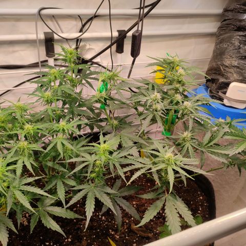 Runtz F1 Auto #2 growlog timeline photo