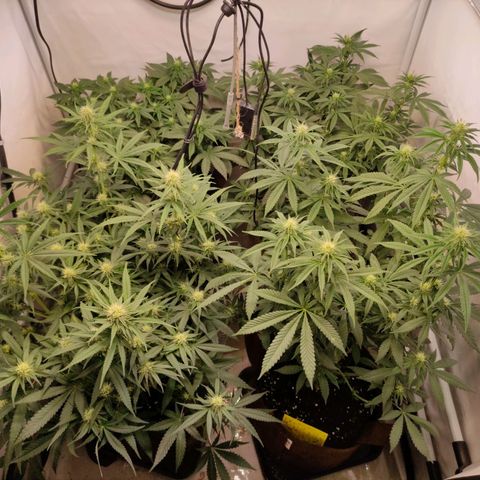 Blackberry Nuggets #2 growlog timeline photo