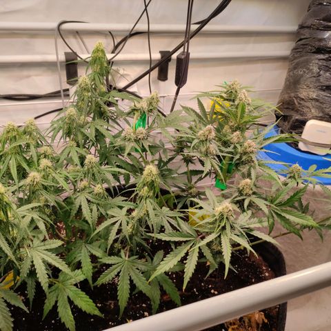 Runtz F1 Auto #2 growlog timeline photo