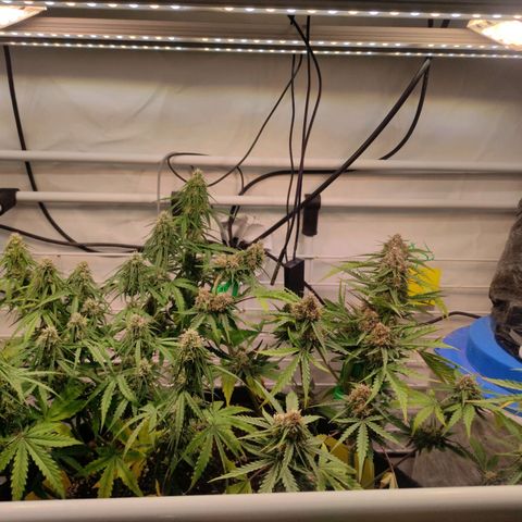 Runtz F1 Auto #2 growlog timeline photo