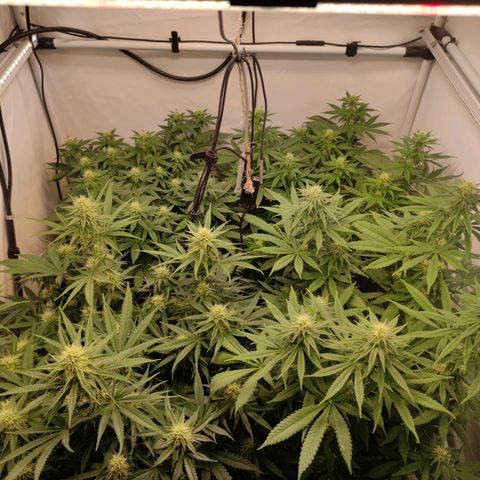 Blackberry Nuggets #2 growlog timeline photo