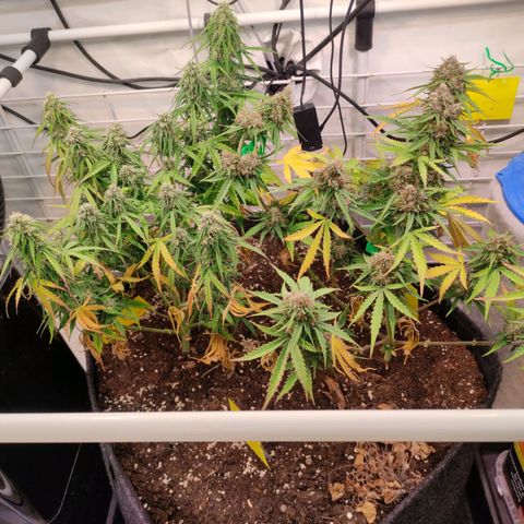 Runtz F1 Auto #2 growlog timeline photo