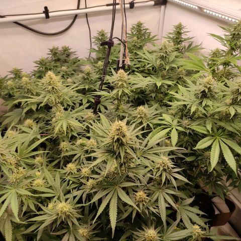 Blackberry Nuggets #2 growlog timeline photo