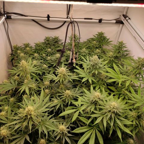 Blackberry Nuggets #2 growlog timeline photo