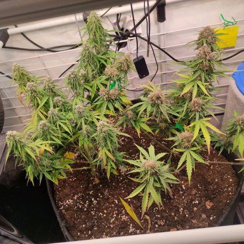 Runtz F1 Auto #2 growlog timeline photo