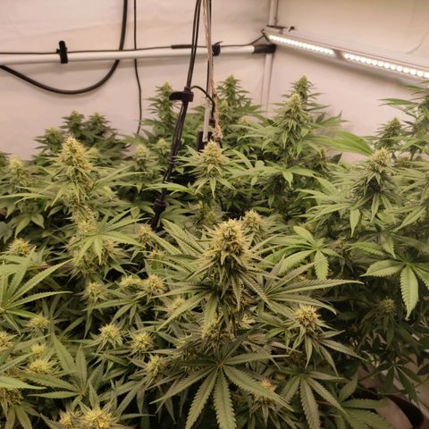 Blackberry Nuggets #2 growlog timeline photo