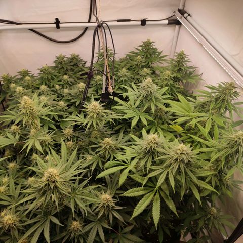 Blackberry Nuggets #2 growlog timeline photo