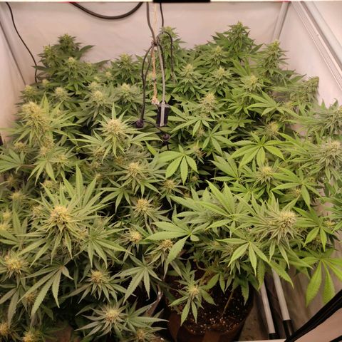 Blackberry Nuggets #2 growlog timeline photo