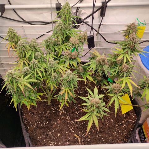 Runtz F1 Auto #2 growlog timeline photo