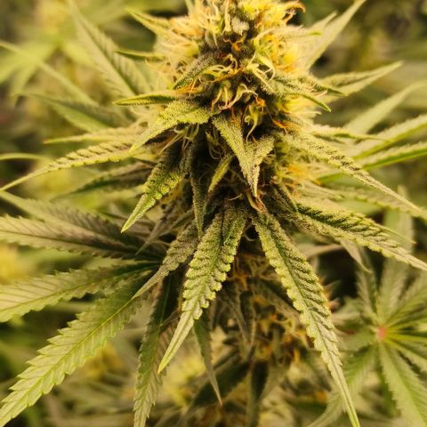 Blackberry Nuggets #1 growlog timeline photo