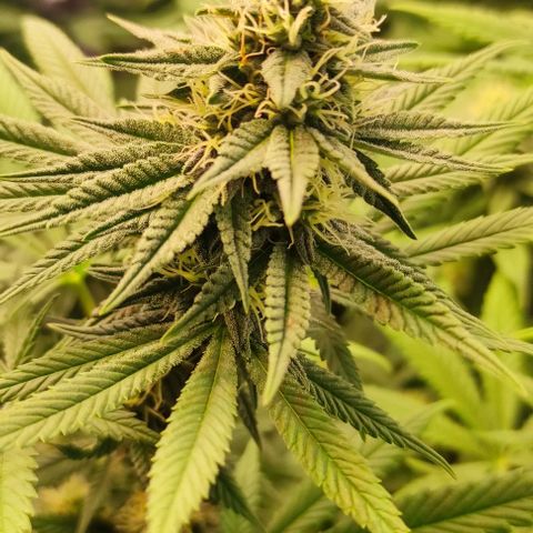 Blackberry Nuggets #2 growlog timeline photo