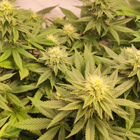 Blackberry Nuggets #3 growlog timeline photo