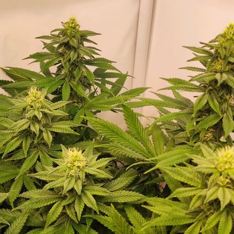 Blackberry Nuggets #4 growlog timeline photo