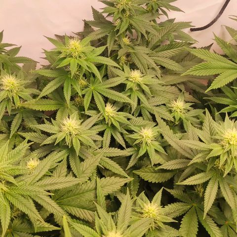 Blackberry Nuggets #3 growlog timeline photo