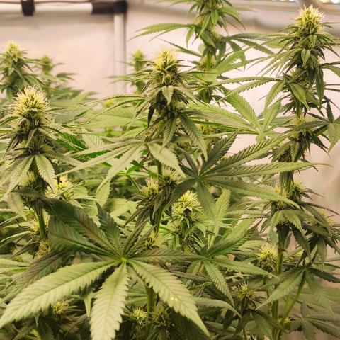 Blackberry Nuggets #2 growlog timeline photo