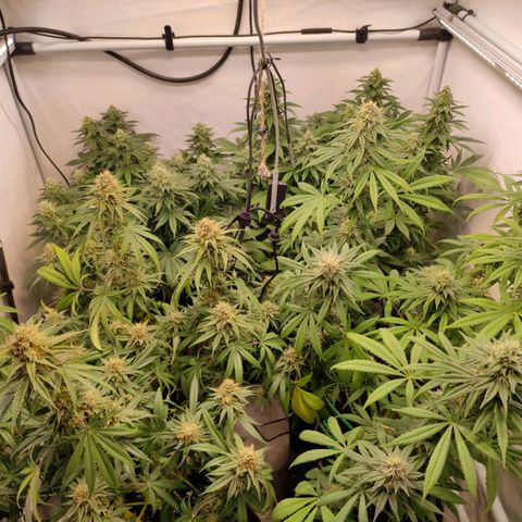 Blackberry Nuggets #2 growlog timeline photo