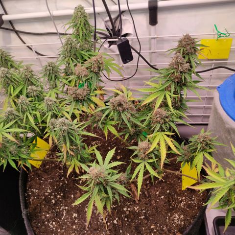 Runtz F1 Auto #2 growlog timeline photo