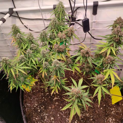 Runtz F1 Auto #2 growlog timeline photo