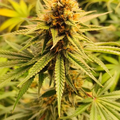 Blackberry Nuggets #1 growlog timeline photo