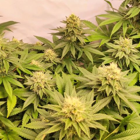 Blackberry Nuggets #3 growlog timeline photo