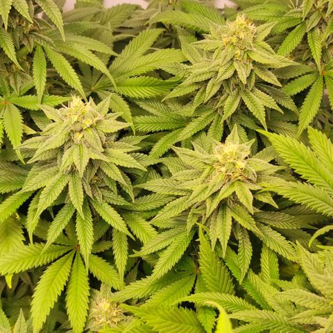 Blackberry Nuggets #4 growlog timeline photo