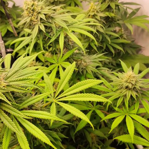 Blackberry Nuggets #2 growlog timeline photo