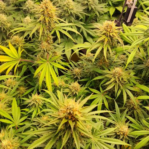Blackberry Nuggets #3 growlog timeline photo