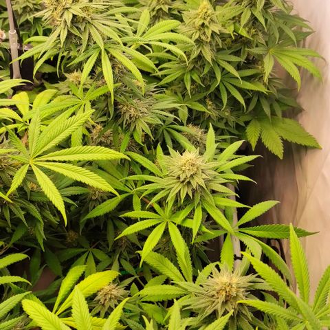 Blackberry Nuggets #2 growlog timeline photo