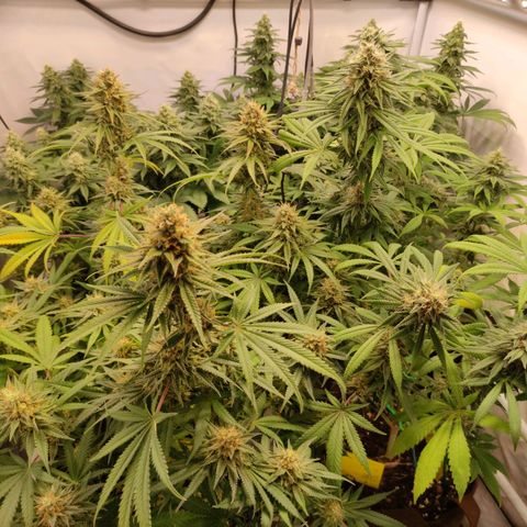Blackberry Nuggets #2 growlog timeline photo