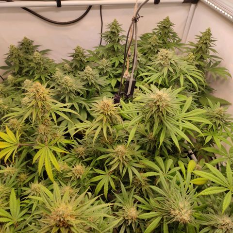 Blackberry Nuggets #2 growlog timeline photo