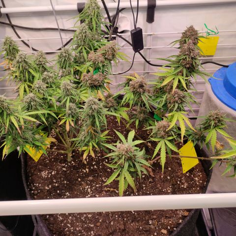 Runtz F1 Auto #2 growlog timeline photo