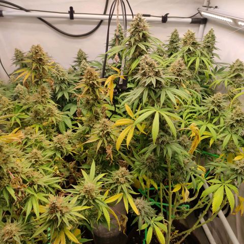 Blackberry Nuggets #2 growlog timeline photo