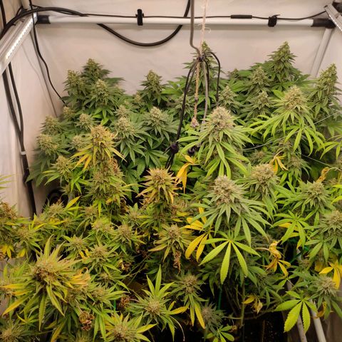Blackberry Nuggets #2 growlog timeline photo