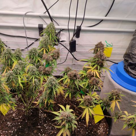 Runtz F1 Auto #2 growlog timeline photo