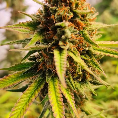 Blackberry Nuggets #1 growlog timeline photo