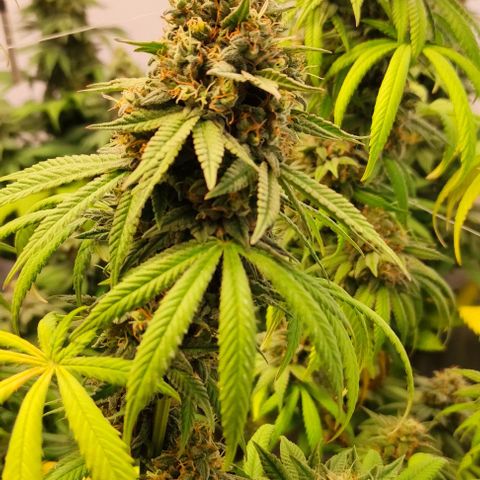 Blackberry Nuggets #2 growlog timeline photo
