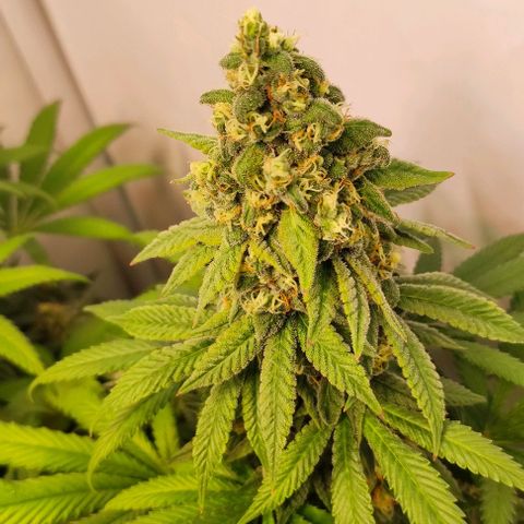 Blackberry Nuggets #4 growlog timeline photo