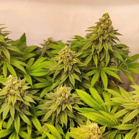 Blackberry Nuggets #4 growlog timeline photo