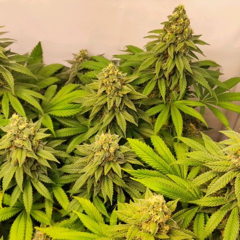 Blackberry Nuggets #4 growlog timeline photo